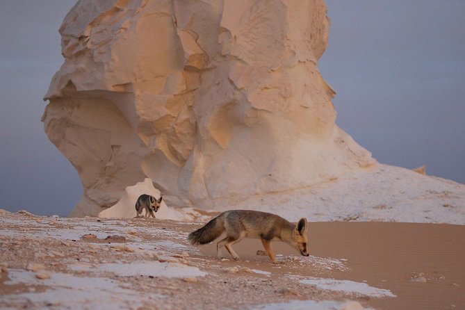 Black and White Desert and Bahariya Oasis Tour 2 Days 1 Night - Itinerary