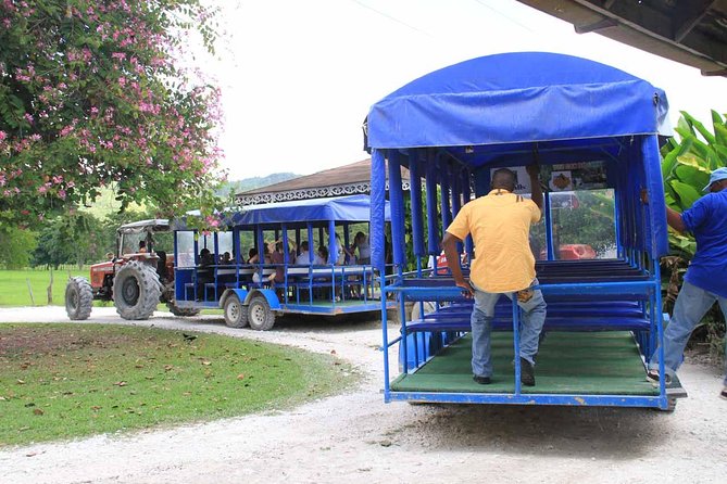 Black River Safari & YS Falls Guided Tour With Lunch & Admission From Negril - Black River Safari