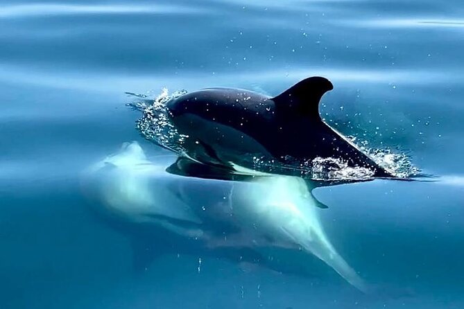 Boat Trip for Dolphin Watching Along the Arrabida Coast and Sesimbra - Pricing and Booking