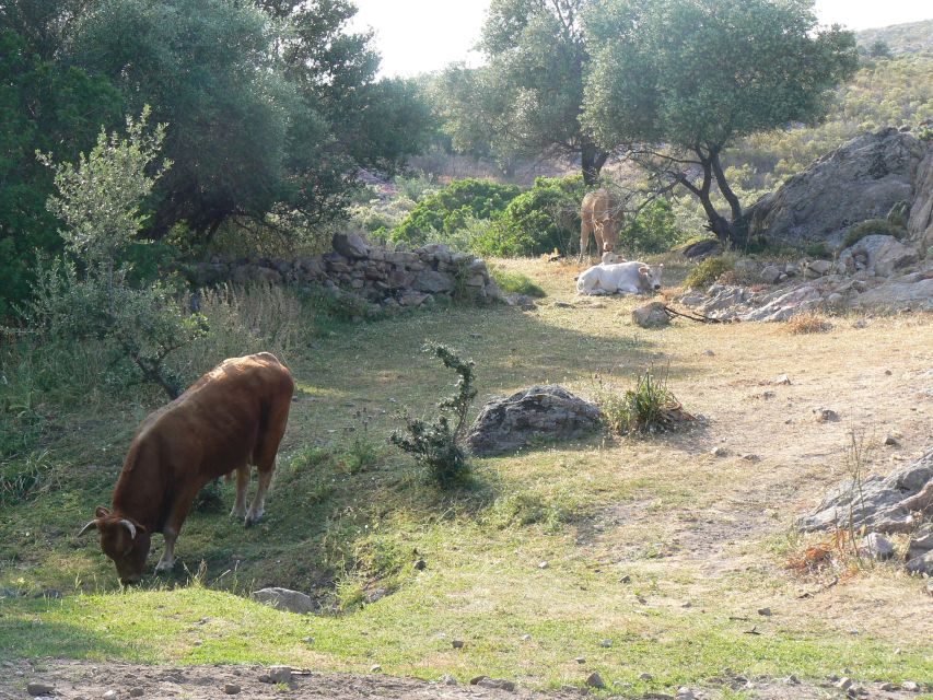 Calvi: Asco Valley 4x4 Day Tour With Guide - Exploring the Asco Valley