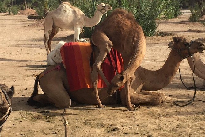 Camel and Quad in Marrakech - Exploring Marrakech by Camel