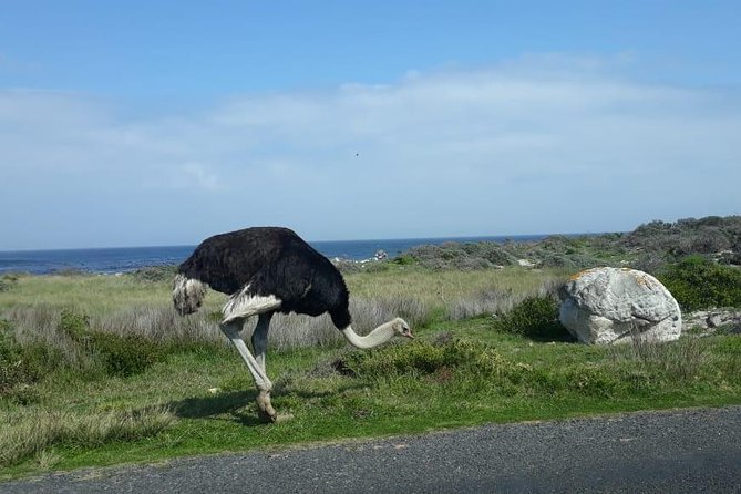 Cape of Good Hope and Penguins - Small Group - Full Day - Guest Experience