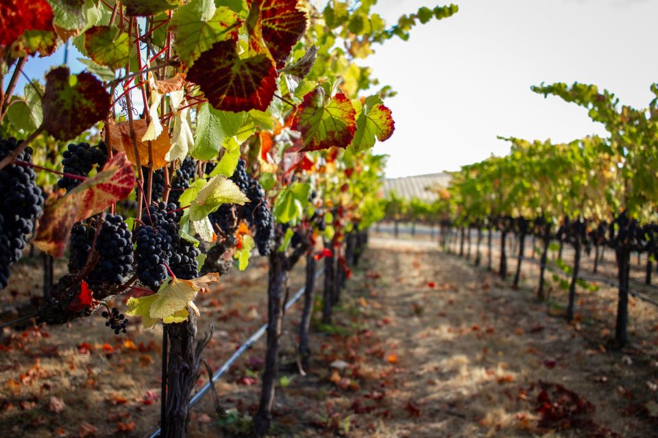 Cappadocia Vineyards Private Tour and Wine Tasting - Highlights of the Tour