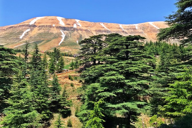 Cedars, Bsharre & Kozhaya Day Tour - Inclusions