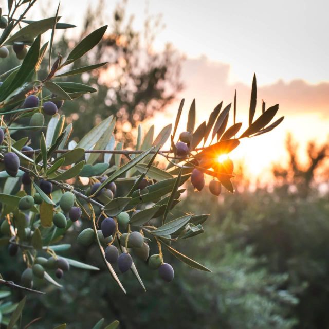 Chania: Full Moon Olive Harvest - Cultural Significance of Olives