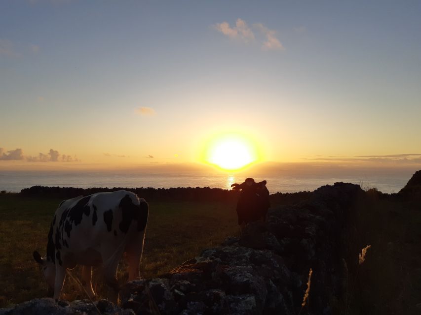 Dairy Farm Visit and Cow Milking Experience in Azores - Experience Highlights