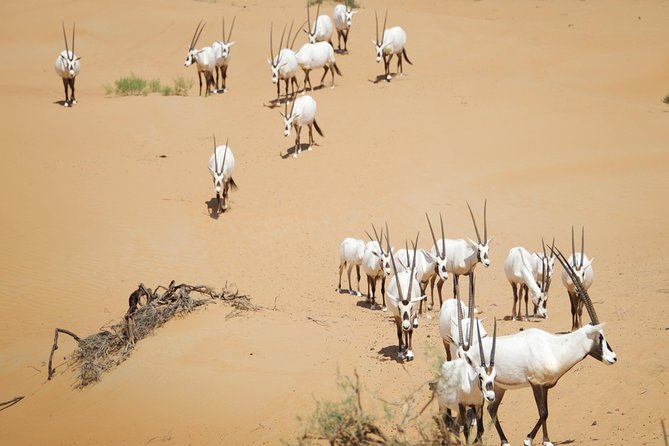 Desert Conservation Wildlife Drive & Breakfast at Al Maha Resort - Exploring the Desert Habitat