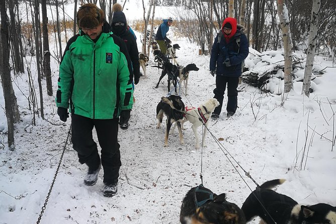 Dog Sledding - Tour Details