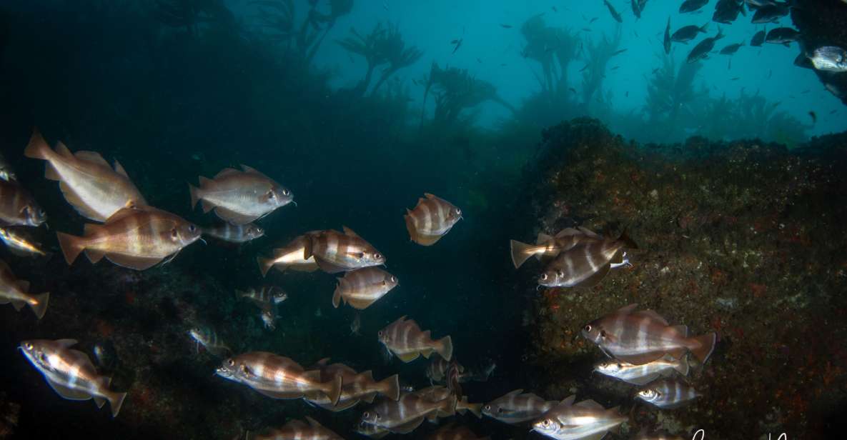 Double Scuba Dive on a Marine Reserve - Included Amenities