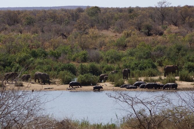 Economic 1-Day Kruger Safari From Maputo - Highlights of the Experience