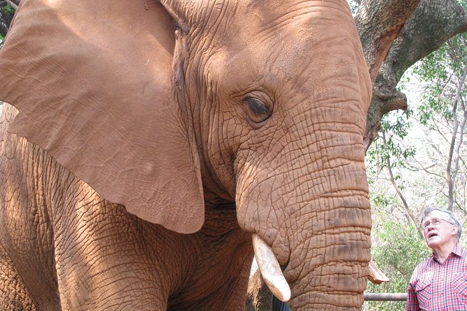 Elephant Sanctuary Tour From Johannesburg or Pretoria - Transportation and Logistics