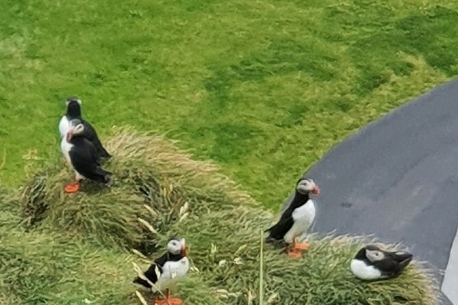 Eyjascooter Puffin Tour in Iceland - Cancellation and Accessibility