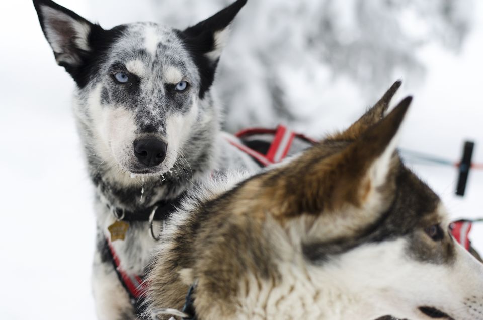 From Abisko: Dog Sledding Excursion to Kiruna With Fika - Inclusions