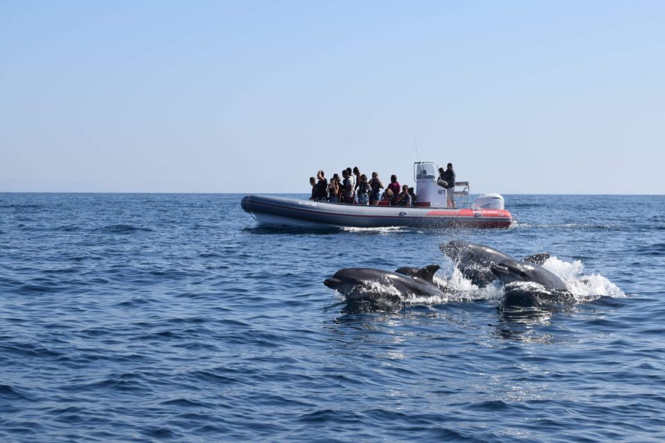 From Albufeira: Benagil Caves and Dolphins Guided Boat Tour - Experience Highlights