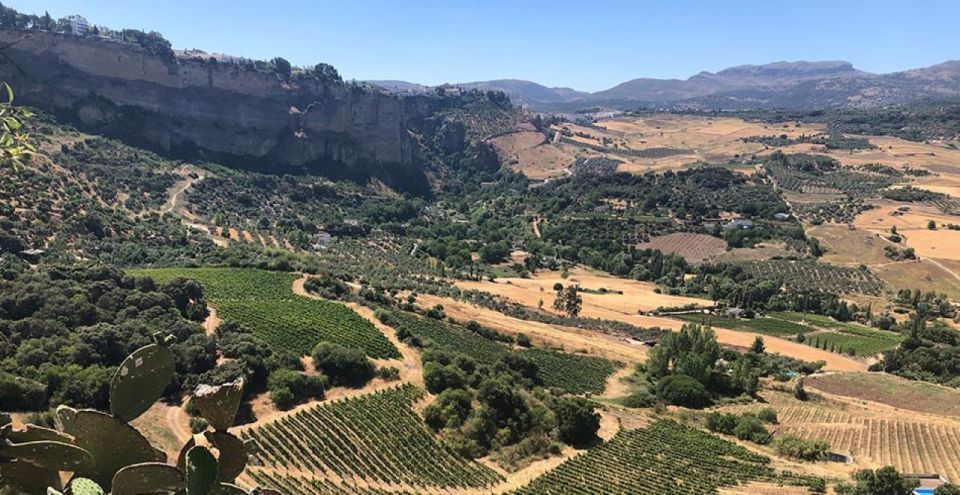 From Marbella: The Classic Ronda Wine Experience Day Tour - Itinerary