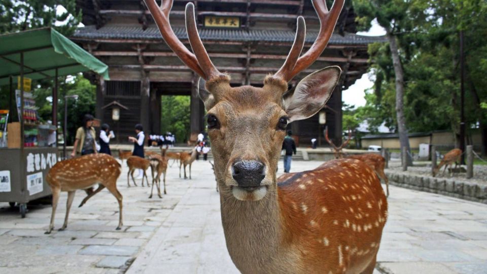 From Osaka: Fushimi Inari Shrine, Kyoto, and Nara Day Trip - Itinerary Highlights