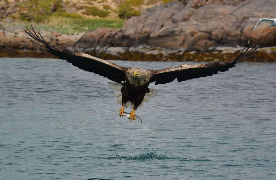 From Svolvær: RIB Sea Eagle Safari Trollfjord Cruise - Activity Details