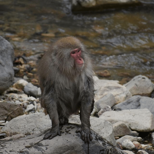 From Tokyo: Snow Monkey Park & Zenko-ji Temple Private Tour - Customer Feedback