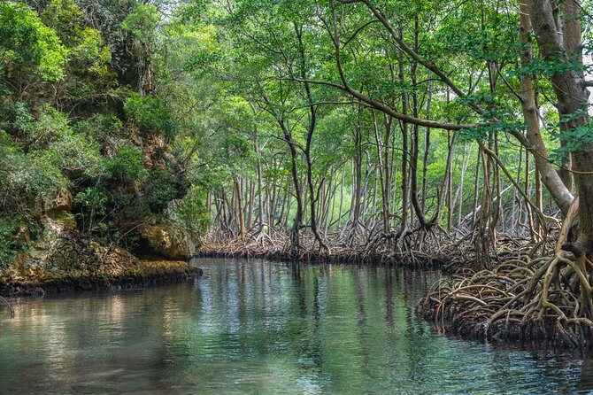 Full-Day at Los Haitises National Park - Included in the Tour