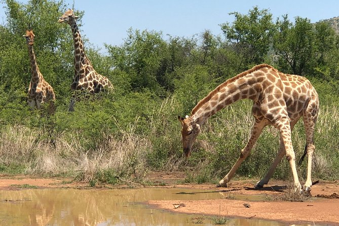 Full Day Exquisite Pilanesberg Safari From Johannesburg - Spotting the Big Five