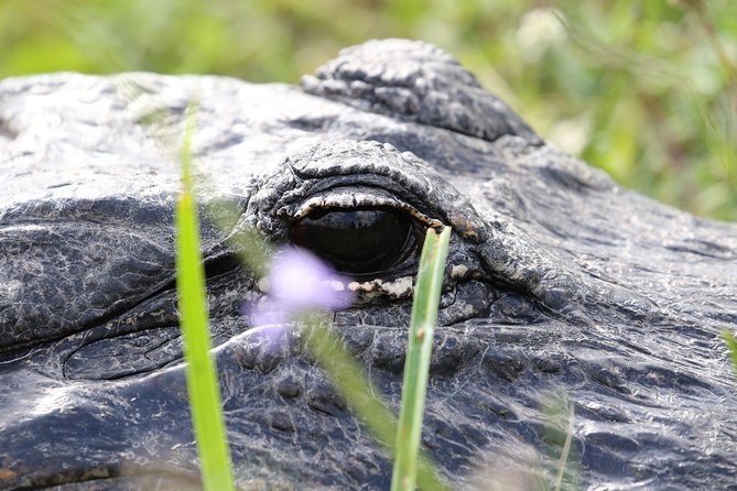 Full-Day Kayak Adventure in the Everglades - Wildlife Spotting Opportunities