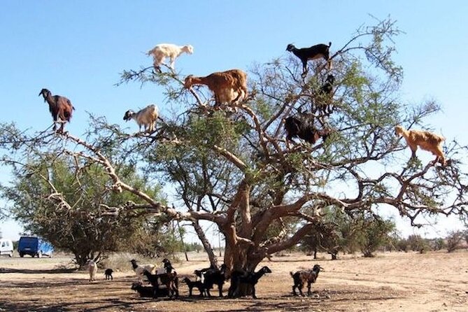 Goats on the Tree Trip From Agadir & Taghazout - Unique Goat Climbing Experience