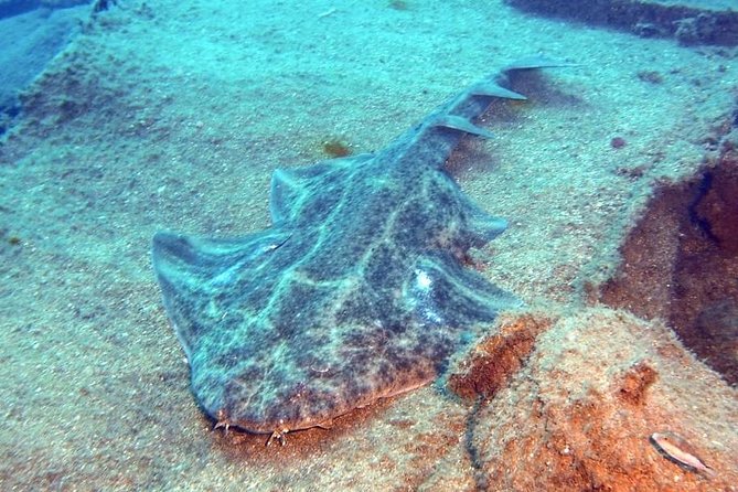 Gran Canaria 3 Days / 6 Dives in Various Locations - Exploring the Shipwrecks