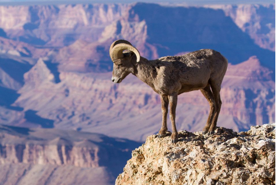 Grand Canyon: Self-Guided South Rim Tour - Booking Details