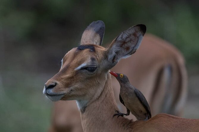 Great Migration Safari In Tanzania - Itinerary and Activities