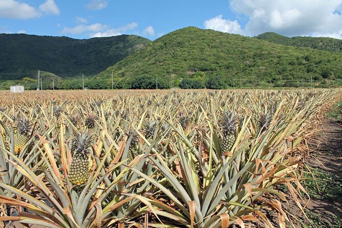 Half-Day Tour: A Taste of Paradise and History of Antigua - Tour Experience and Reviews