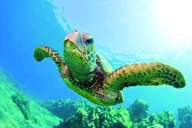 Hawaiian Sea Turtle Snorkel Sail From Waikiki With Lunch Included - Meeting and Pickup Information