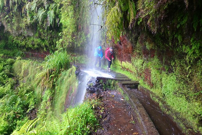 Hike in Laurisilva Levada Do Rei - Madre of Life Small Group Guided Walk - Inclusions