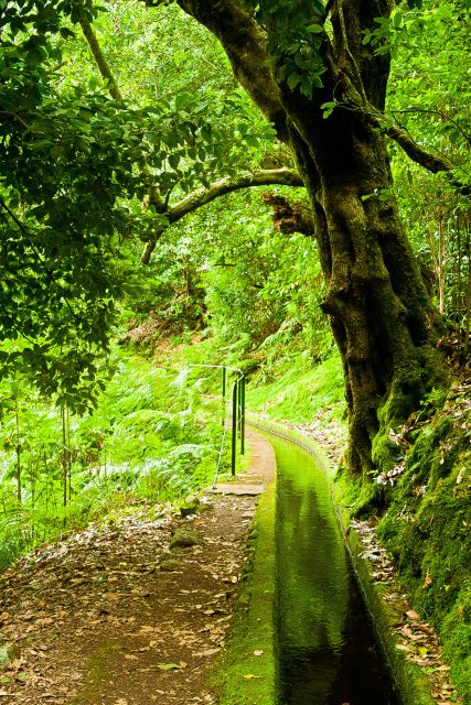 Hiking Levadas of Madeira: Levada Do Rei - Experience Highlights