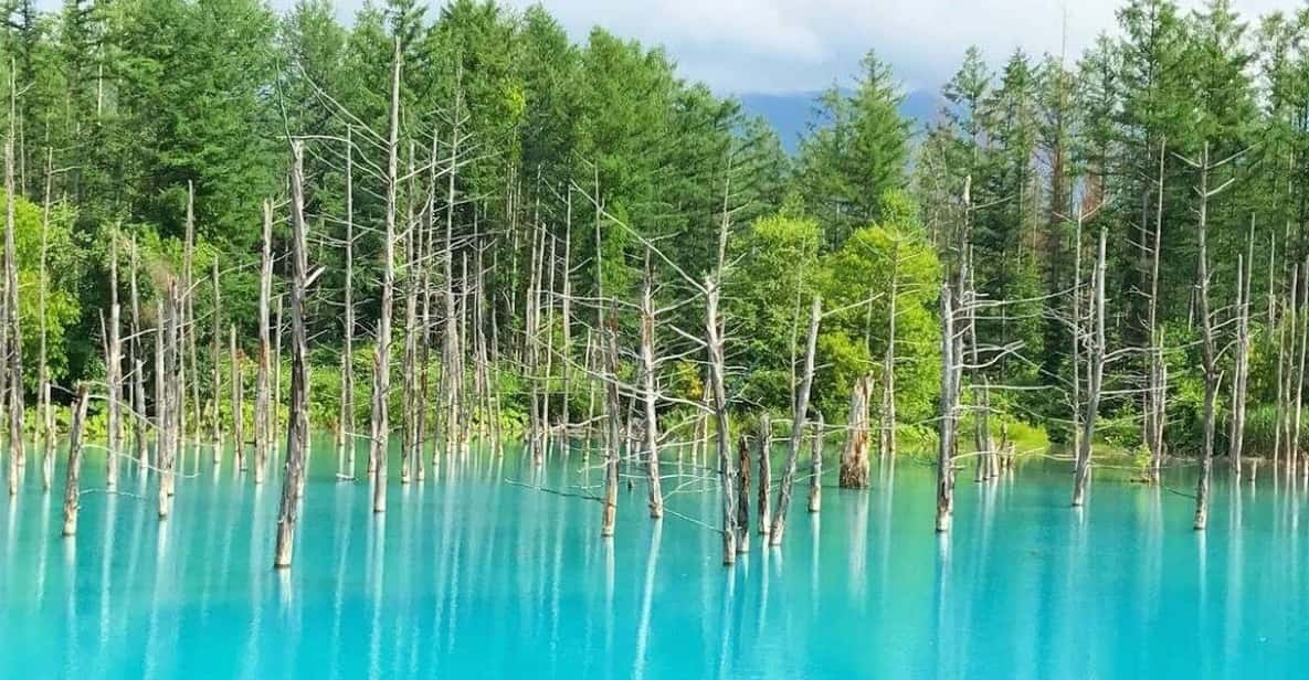 Hokkaido Biei Green Pond and Furano Flower Sea Review - Itinerary Highlights