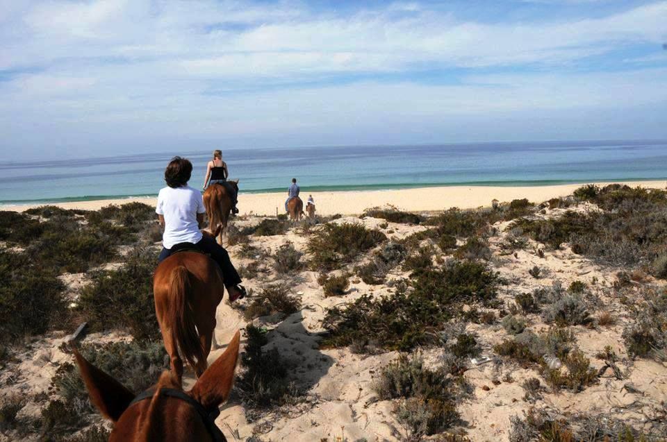 Horse Riding on the Beach With Private Transfer From Lisbon - Included in the Tour