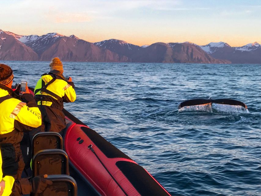 Húsavík: Big Whales and Puffin Island Speedboat Tour - Duration and Inclusions