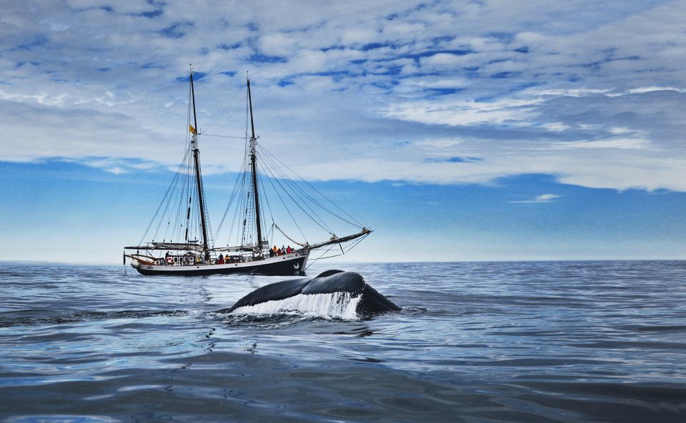 Húsavík: Whale Watching on a Carbon Neutral Oak Boat - Eco-friendly Whale Watching