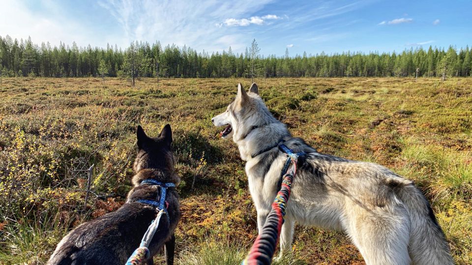 Into the Woods... - Private Tour - Arctic Wolfdog Enclosures