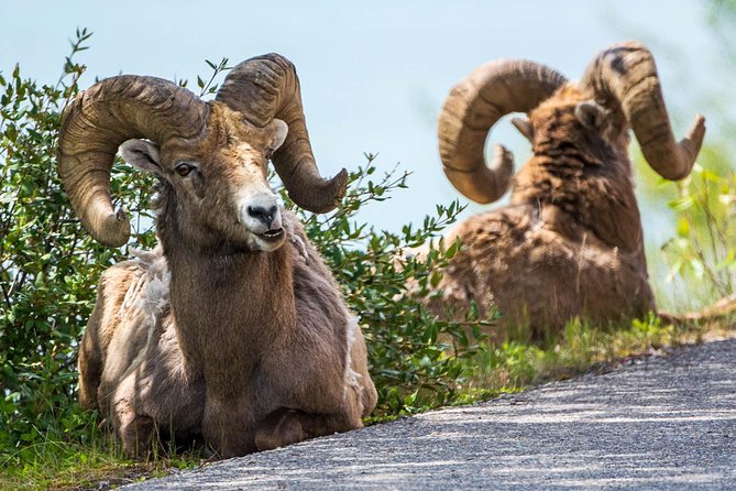 Jasper Evening Wildlife Tour - What to Expect