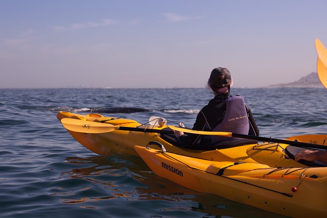 Kayak to the Penguins in Simons Town - Meeting and Pickup Information