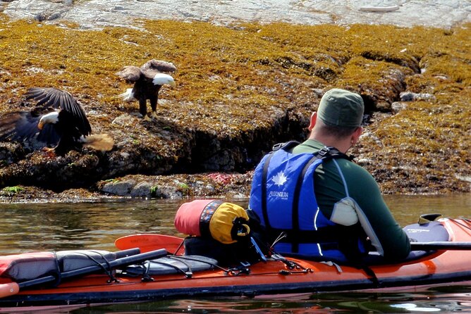 Kayaking With Whales and Wildlife - Cancellation Policy