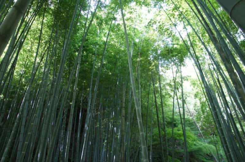 Kyoto Bamboo Forests Workshop Review - Pricing and Reservation