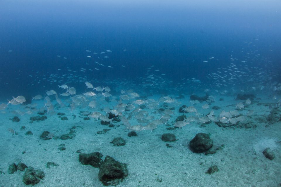 Lanzarote: Beginner Scuba Diving From the Beach - Pricing Details