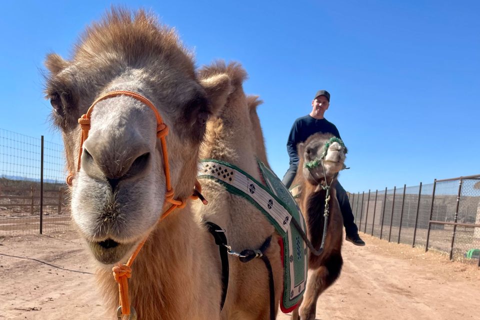 Las Vegas: Desert Camel Ride - Camel Safari Zoo Highlights