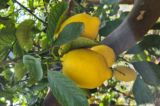 Lemon Path Hike - Amalfi Coast - Hiking Experience