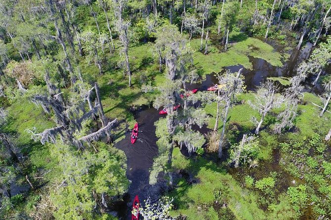 Manchac Swamp Kayak Small-Group Tour - Activity and Wildlife