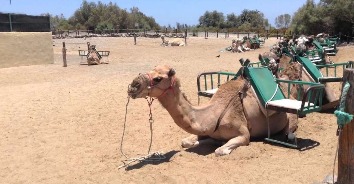 Maspalomas: E-Scooter Chopper 2 Seat Optional Camel Tour - Tour Highlights