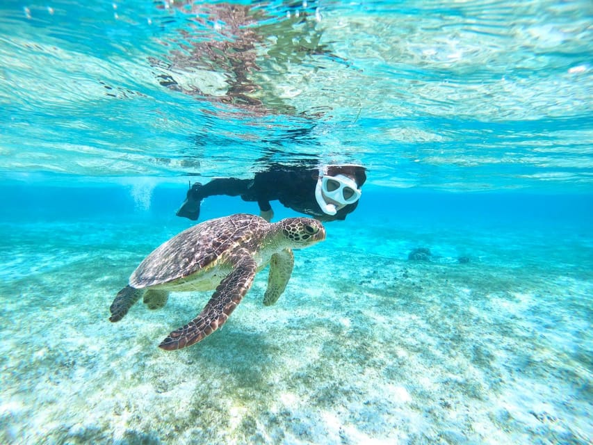 Miyako Island: Sea Turtle Snorkeling Tour - Experience Highlights