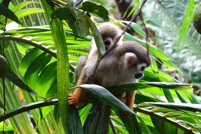 Monkeyland and Zipline Adventure From Puerto Plata - Cultural Demonstrations