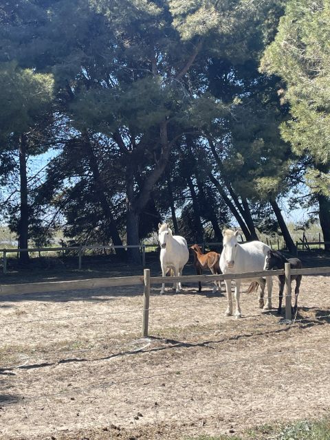 Montpellier: Guided Half-Day Trip to a Camargue Manade - Daily Life of a Cattle Guardian